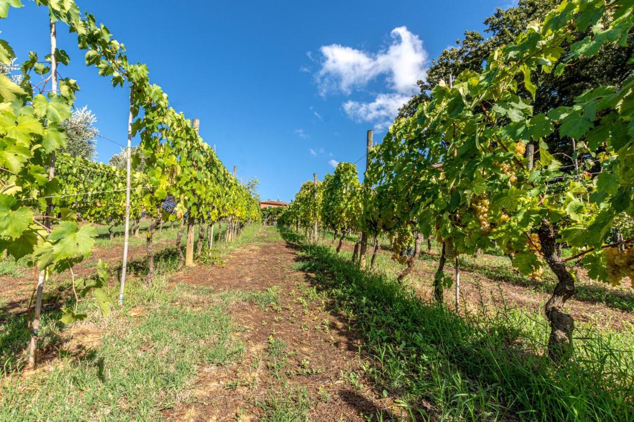 Podere Sant'Antonio Fauglia Екстер'єр фото