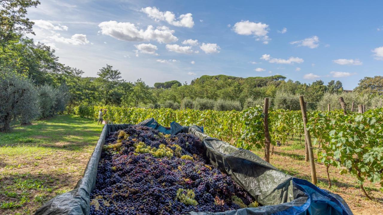 Podere Sant'Antonio Fauglia Екстер'єр фото